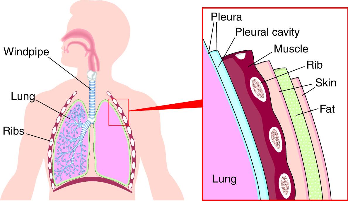 Lung diagram