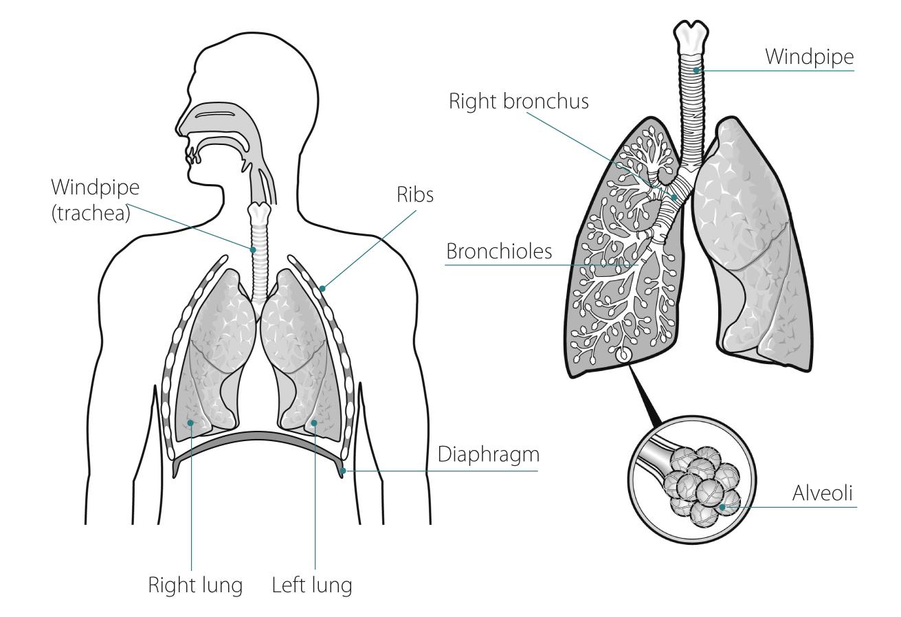 A black and white diagram showing lungs with labels 
