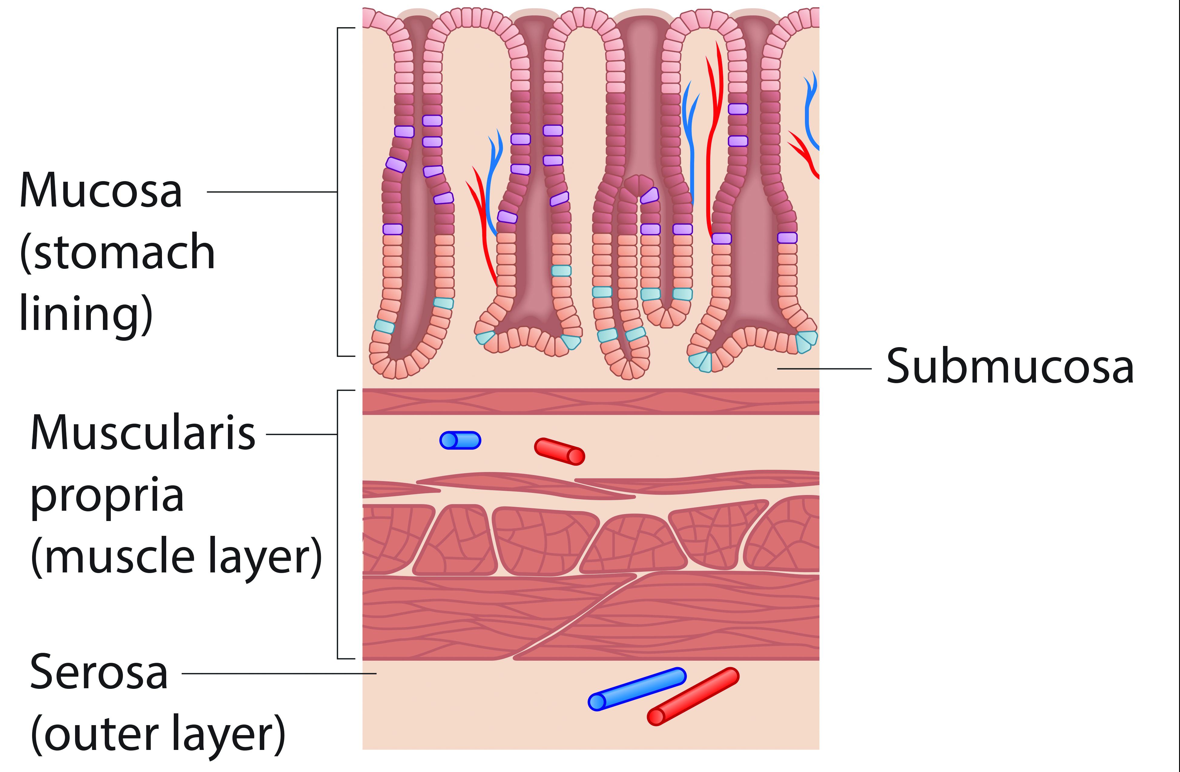 Stomach lining diagram