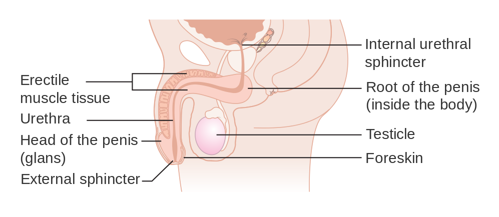 parts of the penis