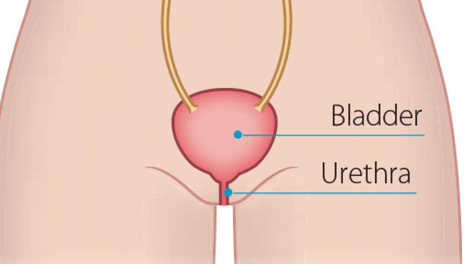 Bladder and kidneys diagram