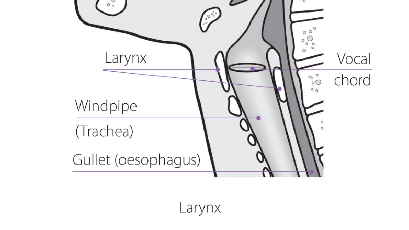 Larynx diagram