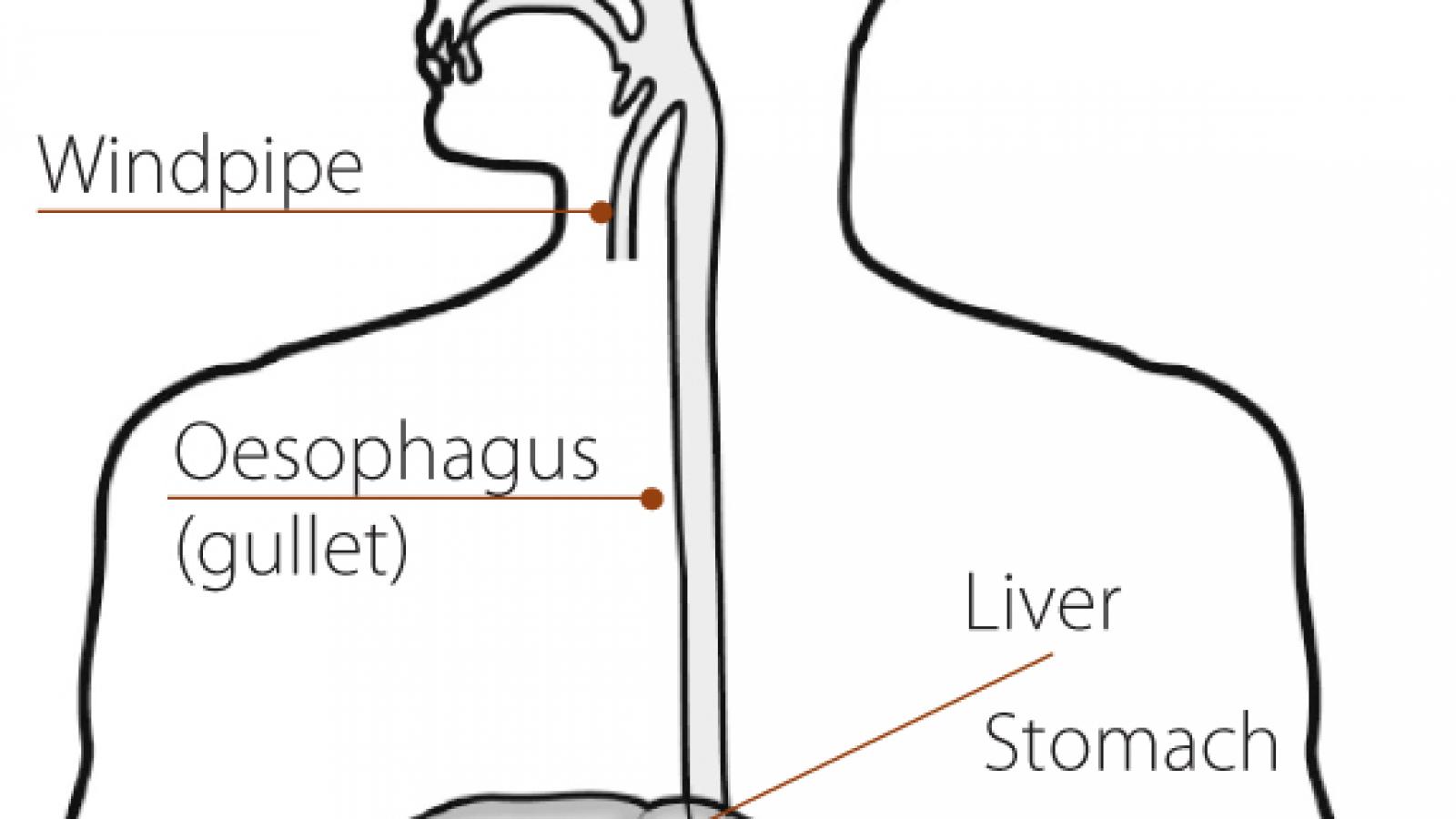 Oesophagus