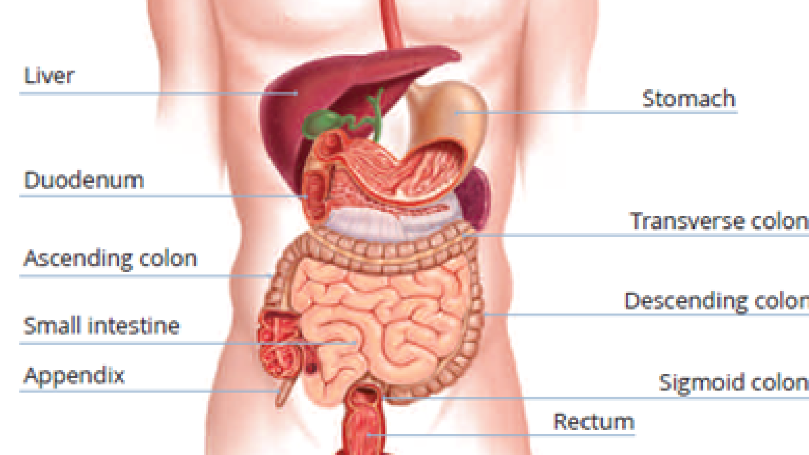 A cross section of a body showing the parts of the digestive system